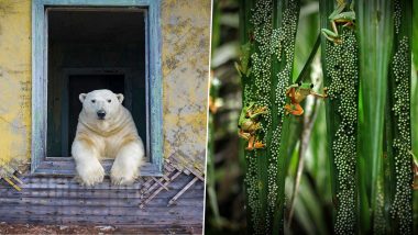 Wildlife Photographer of the Year 2022 Shortlists Photos Highlighting Animal Bond, Climate Change and Stunning Artistry for 58th Annual Award; See Tweet