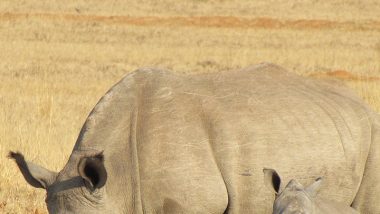 World Rhino Day 2022: Quotes, Images & Slogans To Send on This Global Conservation Day