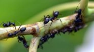 Counting World's Ants: Earth Harbours 20,000,000,000,000,000 Ants and They Weigh More Than Wild Birds and Mammals Combined