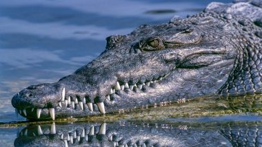 Video: Crocodile Enters Govt School Premises in Uttar Pradesh’s Aligarh; Reptile Captured, Released in River Ganga