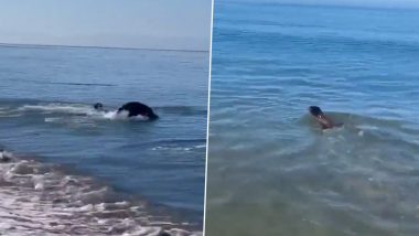 Watch: Man Plays Fetch With Pet Dog and Cute Seal At Beach; Viral Video Will Surely Brush Aside Your Mid-Week Blues