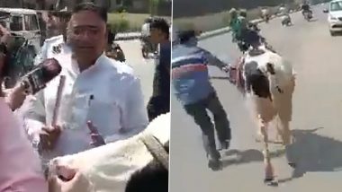 Rajasthan: BJP MLA Suresh Rawat Gets Cow to Assembly To Draw State Govt's Attention Towards Lumpy Skin Disease, Bovine Runs Away Within Minutes (Watch Video)