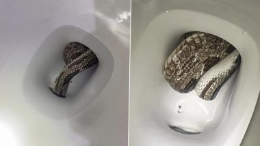 Giant Grey Rat Snake Found Inside Toilet! Eufaula Alabama Police Department Shares Viral Images of the Slithering Intruder With Quirky Caption