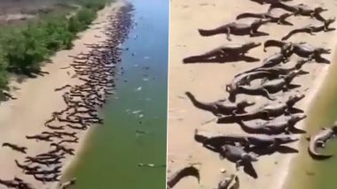 Crocodiles Invade Brazilian Beach? Watch Viral Video of Thousands of 'Alligators' Crawling on River Bank That Has Left the Internet Terrified