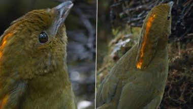 WATCH: Bowerbird Mimics Sound of Playing Children; Viral Video Leaves the Internet in Awe of Its Extraordinary Mimicking Skills