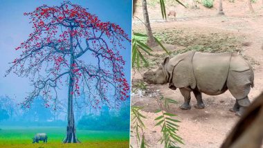 World Rhino Day 2022: Twitterati Shares Images, Quotes & Messages To Raise Awareness About Rhinoceros and Their Conservation