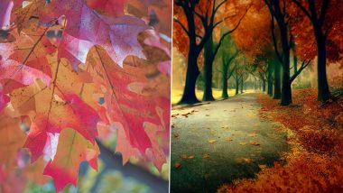 First Day of Fall 2022 Wishes: Twitterverse Celebrates Autumn by Sharing Happy Fall Messages, Quotes & HD Images