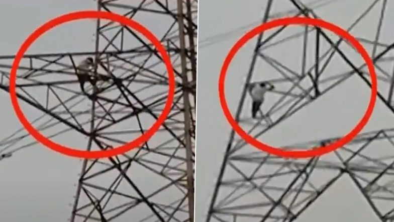 Video: Upset Over Wife’s Refusal To Come Home, Man Climbs Electricity Tower in Chhattisgarh’s Bhilai