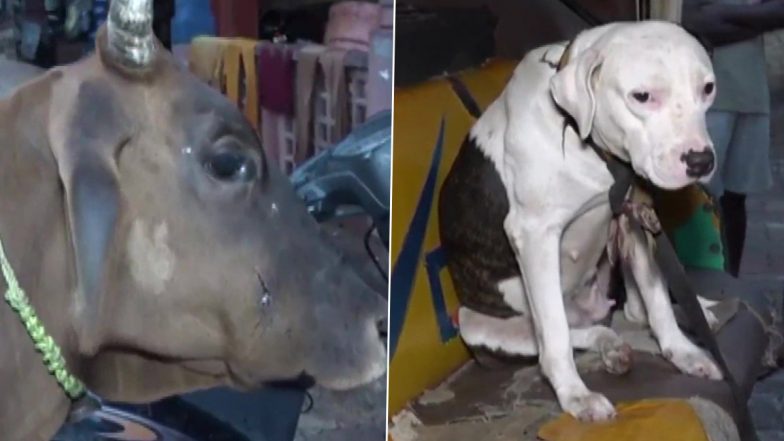 Video: Cow Attacked by Pitbull in Kanpur; Owner Called to Municipal Office for Further Action