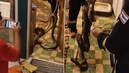 WATCH: 12-Foot-Long Python Slithers Across Bathroom Floor in Thailand; Viral Video of The Deadly Reptile Terrifies Internet&nbsp;