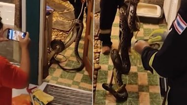 WATCH: 12-Foot-Long Python Slithers Across Bathroom Floor in Thailand; Viral Video of The Deadly Reptile Terrifies Internet 