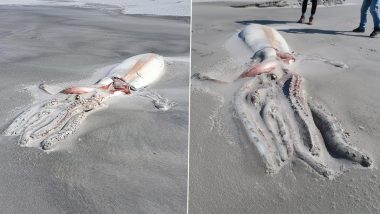 RARE Giant Deep-Sea Squid Carcass Washes Ashore on New Zealand Beach! Viral Picture of 13 Feet Creature is the 'Once in a Lifetime Sighting'