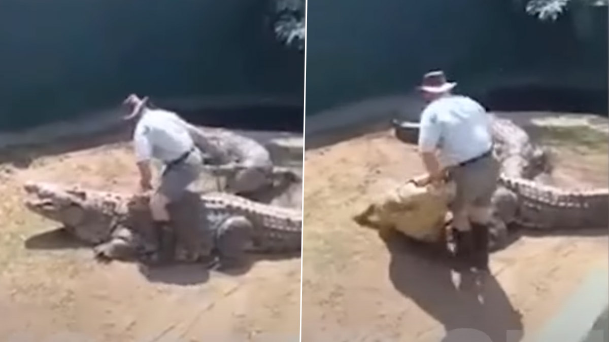 WATCH: 16-Foot Crocodile Attacks Zookeeper During Live Show in South Africa;  Viral Video Will Leave You in Cold Sweat | 👍 LatestLY