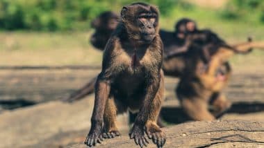 G20 summit's plan to scare off monkeys by mimicking their 'natural