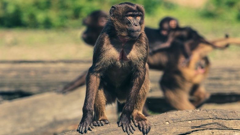 Monkey Terror Grips Locals in Uttar Pradesh's Banda, Three Including Two-Year-Old Child Killed in Attack by Monkeys (Watch Video)