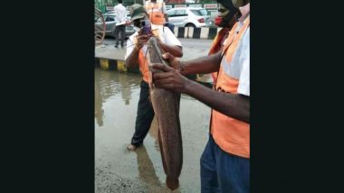 Live Catfish Caught On Bengaluru's Water-Logged Road as the City Gets Lashed by Rains; See Viral Pic