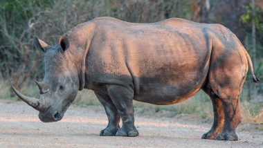 World Rhino Day 2022 Viral Videos: Watch Incredible Clips of Rhinoceros To Raise Awareness About The Critically Endangered Species