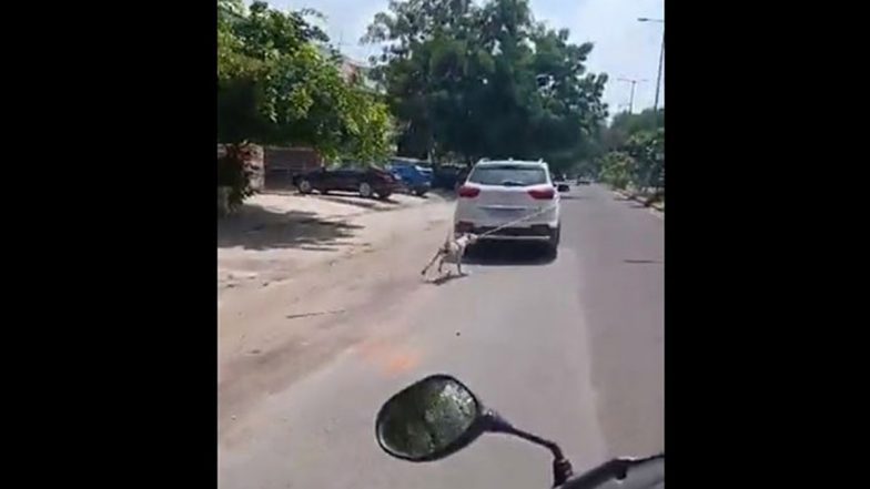राजस्थान शॉकर: कुत्ते को कार से बंधा, जोधपुर में डॉक्टर ने बेरहमी से सड़क पर घसीटा; मामला दर्ज (देखें वीडियो) राजस्थान शॉकर: कुत्ते को कार से बंधा, जोधपुर में डॉक्टर ने बेरहमी से सड़क पर घसीटा; मामला दर्ज (देखें वीडियो)