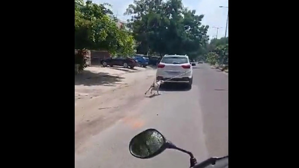 Agency News Viral Video Shows Dog Tied to Car Being Dragged on Jodhpur Road LatestLY