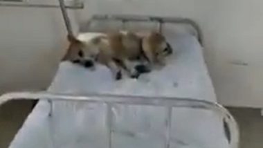 Video of Dog Sitting on Madhya Pradesh Hospital Bed Goes Viral; Congress Says ‘Worrisome Health System’