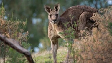 Kangaroo Attack in Australia: Man Killed in Rare Fatal Attack Near Perth; Kangaroo Shot Dead by Police