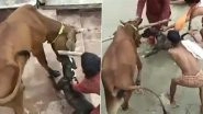 Dog Attack in Kanpur: Pitbull Bites Cow, Owner Frees Bovine From Jaws of Canine After a Lot of Struggles (Video)