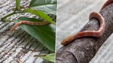 Video: Rare Albino Snake Found in Maharashtra’s Thane