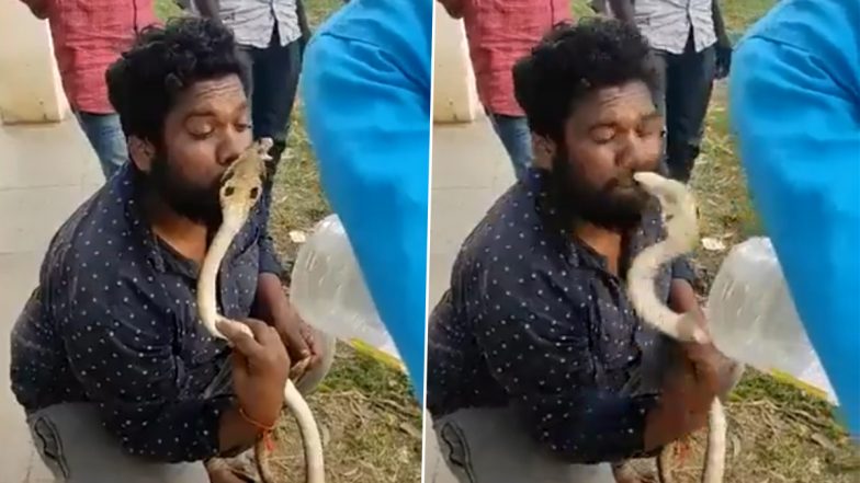 Man Kisses Cobra After Rescuing It In Karnataka; Gets Bitten by Deadly Snake on Lips; Video of Shocking Incident Goes Viral