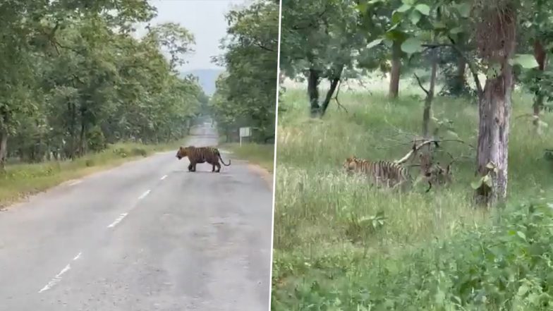 Selfie With Tiger! Group of Men Try To Take Pictures With the Wild Beast Crossing Road in Madhya Pradesh’s Panna Tiger Reserve; Viral Video Irks Netizens