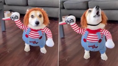 Best Halloween Dog Costume? Furry Animal Dressed As Chucky Doll Is Cutest Thing to See In Spooky Season (Watch Viral Video)
