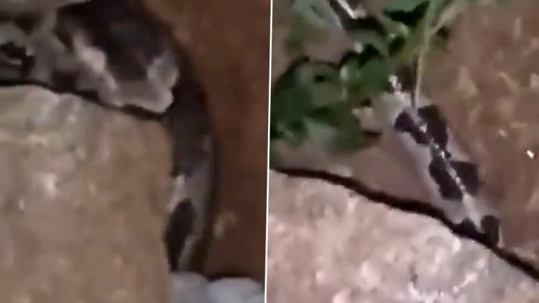 Huge Python Spotted in Graveyard! Viral Video of Snake Crawling Around in Burial Ground in Hyderabad Will Give You Goosebumps