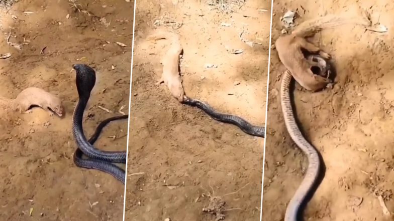 Indian Grey Mongoose Eats King Cobra Alive! Viral Video of The Intense Duel Between The Tropical Mammal and Venomous Snake Will Make Your Jaw Drop