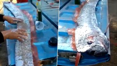 Doomsday Fish Caught in Mexico! Video of Oarfish with Long Silvery Ribbon Body That's Rumoured To Be Sign of Impending Earthquake Goes Viral