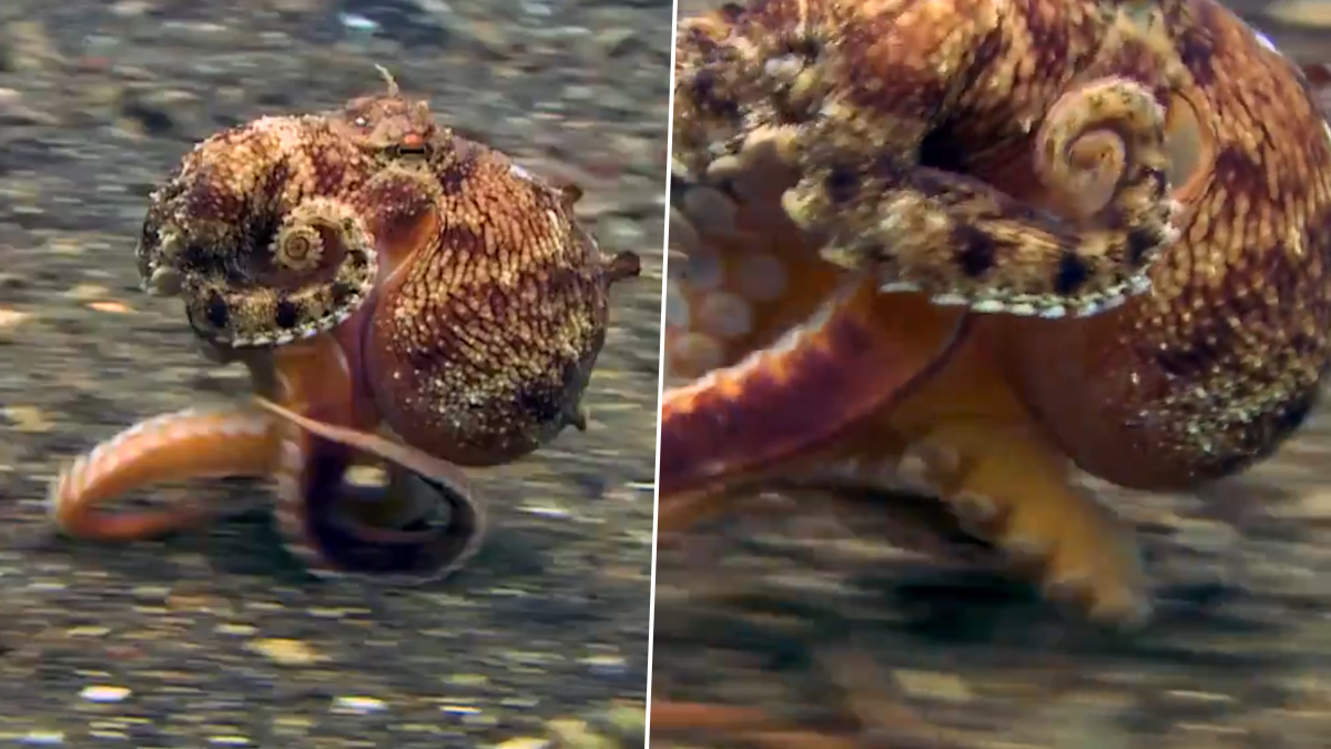 WATCH: Octopus Swiftly Walks on Ocean Floor and The Internet Can't Enough of This Viral Video! | LatestLY