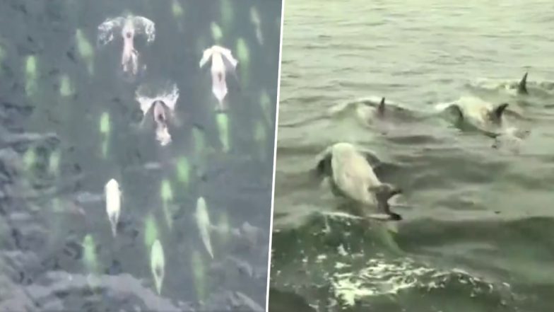 Dolphins Make a Splash! A Pod of Grey Dolphins Has Been Spotted Swimming Near Valparaiso Bay off the Coast of Chile (Watch Video)