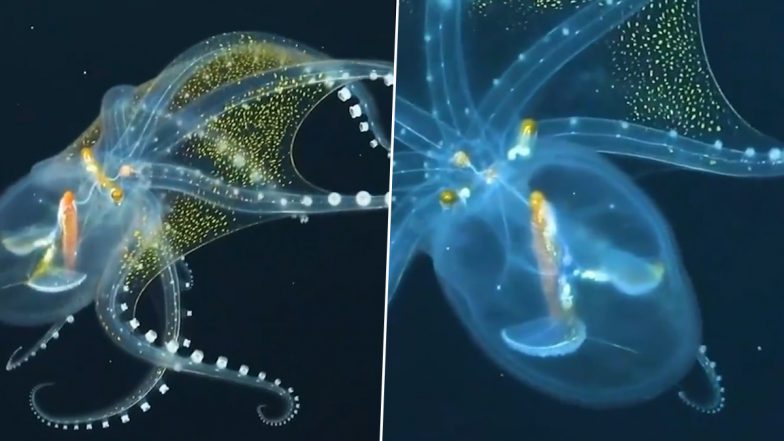 Rare Glass Octopus! Viral Video of The Transparent Marine Creature With Glowing Yellow Spots Will Take Your Breath Away