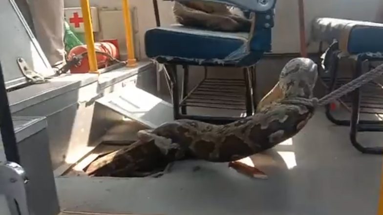 Video: Huge Python Rescued From School Bus in UP’s Raebareli