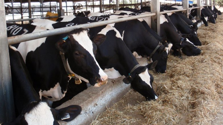 Masked Men Attack Cowshed Workers in Gurugram