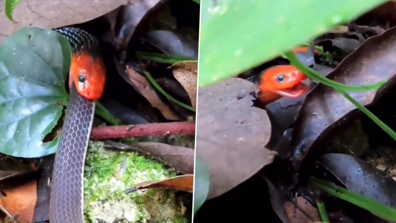 Snake Eating Snake! Scary Red-Headed Ophiophagic Serpent Swallows Another Snake in Viral Video Will Leave You Astounded