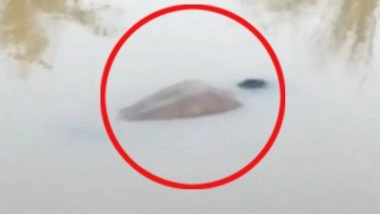 Video: Dead Body Floats on Surface of River in Prayagraj, UP Police Launch Probe