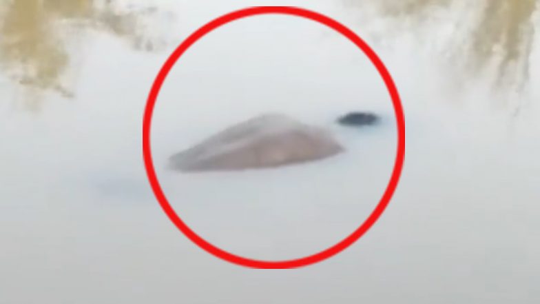 Video: Dead Body Floats on Surface of River in Prayagraj, UP Police Launch Probe