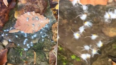 Dancing Boogie-Woogie Bugs! Tiny Aphids Covered in Stringy Fur Rocking Back and Forth Around Leaf in Viral Video Astonish The Internet