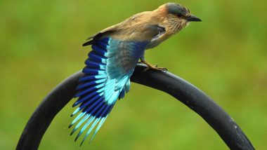 Is Spotting Neelkanth Bird on Dussehra Auspicious? Learn All About the Indian Roller and Its Significance in Indian Mythology
