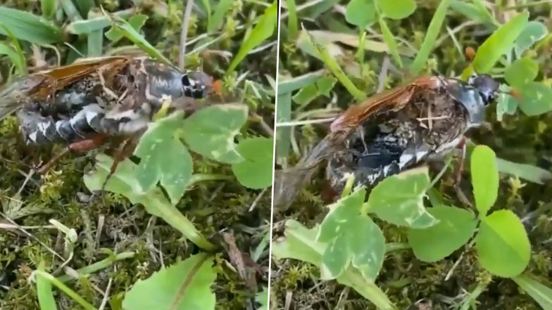 Dead Insect Walks Like Zombie! Neuro Parasite Takes Control Over Rotting Dead Bug's Brain Which Makes It Stroll Creepily in Viral Video That Has Left Internet Horrified