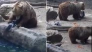 Wild Animal Saves Its Prey! Bear Rescues&nbsp;Drowning Crow At Budapest Zoo; Viral Video Melts on Internet