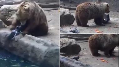 Wild Animal Saves Its Prey! Bear Rescues Drowning Crow At Budapest Zoo; Viral Video Melts on Internet