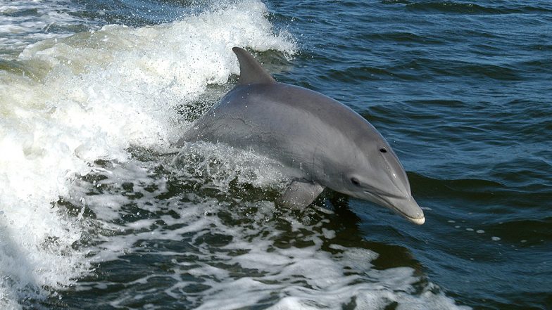 Dolphins, Which Started Disappearing From Ganga River in Uttar Pradesh Due to Pollution, Come Back As Water Quality Improves