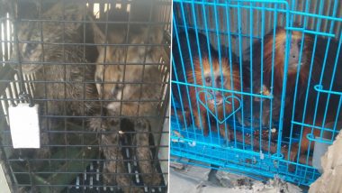 Mizoram: 140 Exotic Animal and Bird Species Rescued in Champhai (See Pics)