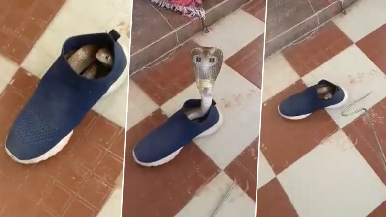 Video: Giant Cobra Found Hidden Inside Shoe in Karnataka’s Mysuru