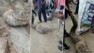 Video: 15-Foot-Long Python Gobbles Goat at Kanpur University, Released in Forest by Officials